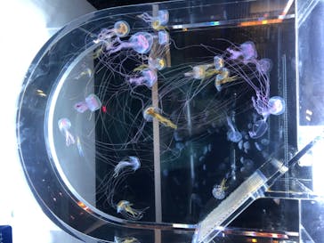 すみだ水族館に投稿された画像（2020/8/2）