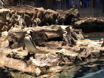 すみだ水族館に投稿された画像（2020/8/2）