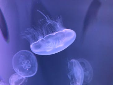 すみだ水族館に投稿された画像（2020/8/2）