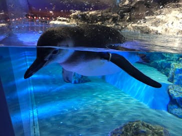 すみだ水族館に投稿された画像（2020/8/2）