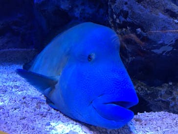 すみだ水族館に投稿された画像（2020/8/2）