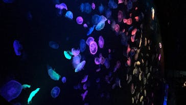 すみだ水族館に投稿された画像（2020/8/2）