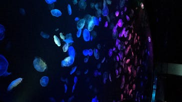 すみだ水族館に投稿された画像（2020/8/2）