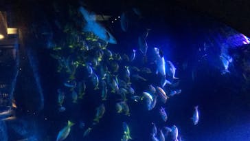 すみだ水族館に投稿された画像（2020/8/2）