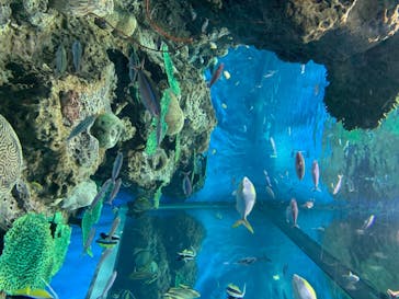 アクアワールド茨城県大洗水族館に投稿された画像（2020/8/2）