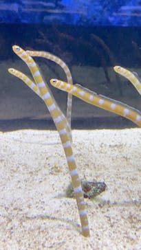 すみだ水族館に投稿された画像（2020/8/2）