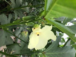 秦野いとう農園に投稿された画像（2020/8/2）