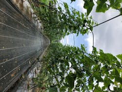 秦野いとう農園に投稿された画像（2020/8/2）