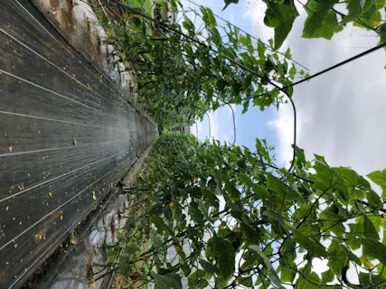 秦野いとう農園 口コミ一覧 アソビュー