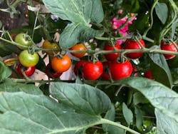 秦野いとう農園に投稿された画像（2020/8/2）