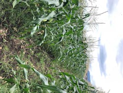 秦野いとう農園に投稿された画像（2020/8/2）