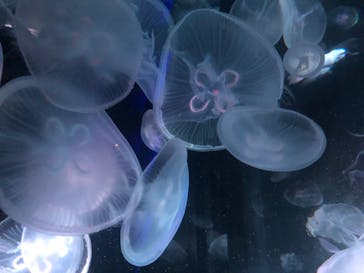 京都水族館に投稿された画像（2020/8/2）