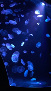 すみだ水族館に投稿された画像（2020/8/2）