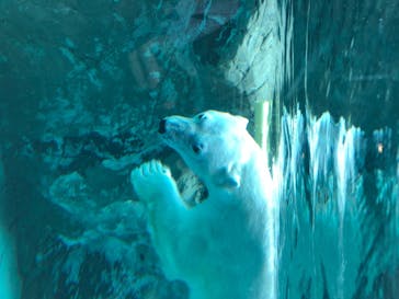 旭川市旭山動物園に投稿された画像（2020/8/2）