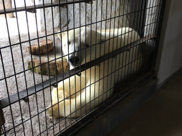 旭川市旭山動物園に投稿された画像（2020/8/2）