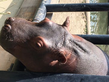 旭川市旭山動物園に投稿された画像（2020/8/2）