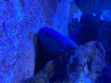 すみだ水族館に投稿された画像（2020/8/2）