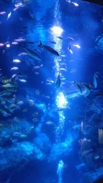 すみだ水族館に投稿された画像（2020/8/2）