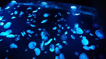 すみだ水族館に投稿された画像（2020/8/3）