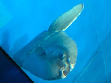 アクアワールド茨城県大洗水族館に投稿された画像（2020/8/3）