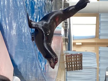 アクアワールド茨城県大洗水族館に投稿された画像（2020/8/3）