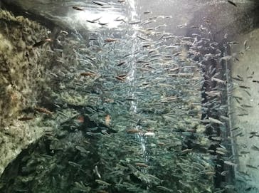 サケのふるさと 千歳水族館に投稿された画像（2020/8/3）