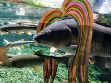 サケのふるさと 千歳水族館に投稿された画像（2020/8/3）