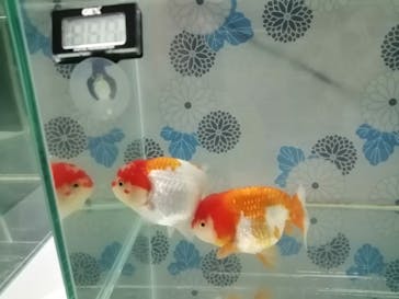 サケのふるさと 千歳水族館に投稿された画像（2020/8/3）