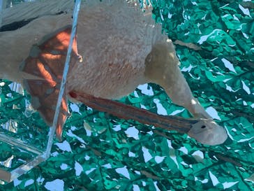 サンシャイン水族館に投稿された画像（2020/8/3）