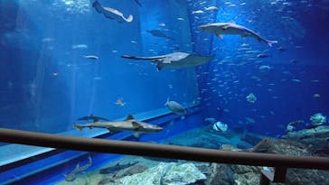 アクアワールド茨城県大洗水族館に投稿された画像（2020/8/3）