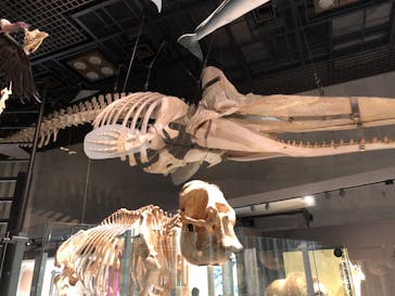 国立科学博物館に投稿された画像（2020/8/3）