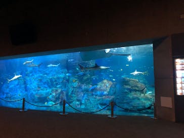 大分マリーンパレス水族館 「うみたまご」に投稿された画像（2020/8/3）