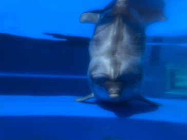 大分マリーンパレス水族館 「うみたまご」に投稿された画像（2020/8/3）