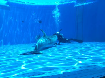 大分マリーンパレス水族館 「うみたまご」に投稿された画像（2020/8/3）