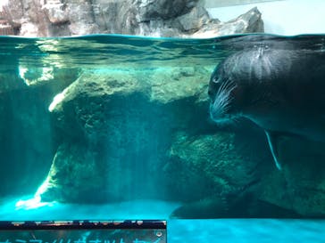 大分マリーンパレス水族館 「うみたまご」に投稿された画像（2020/8/3）