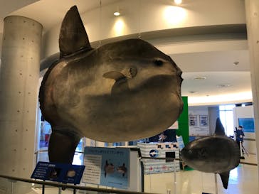 アクアワールド茨城県大洗水族館に投稿された画像（2020/8/3）