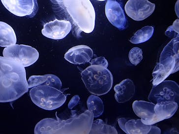 サンシャイン水族館に投稿された画像（2020/8/3）