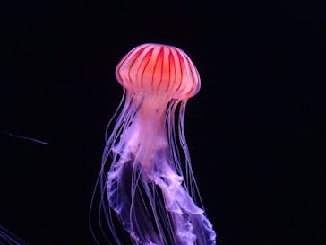 サンシャイン水族館に投稿された画像（2020/8/3）