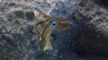 サンシャイン水族館に投稿された画像（2020/8/3）