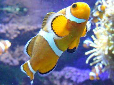 サンシャイン水族館に投稿された画像（2020/8/3）