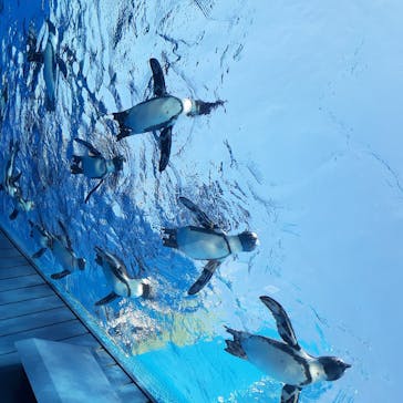 サンシャイン水族館に投稿された画像（2020/8/3）