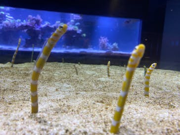 すみだ水族館に投稿された画像（2020/8/3）