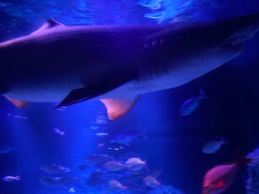 すみだ水族館に投稿された画像（2020/8/3）