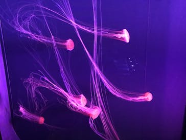 すみだ水族館に投稿された画像（2020/8/3）