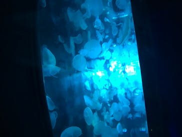 すみだ水族館に投稿された画像（2020/8/3）