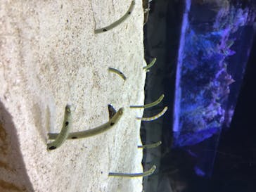 すみだ水族館に投稿された画像（2020/8/3）