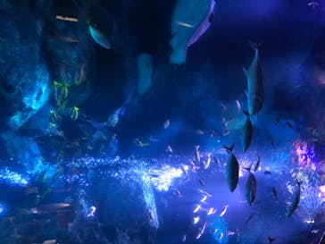 すみだ水族館に投稿された画像（2020/8/3）