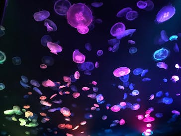 すみだ水族館に投稿された画像（2020/8/3）