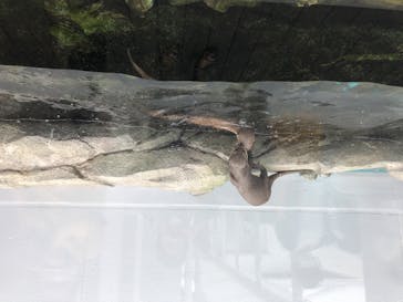 四国水族館に投稿された画像（2020/8/3）