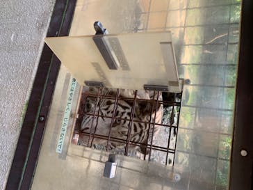 群馬サファリパークに投稿された画像（2020/8/3）